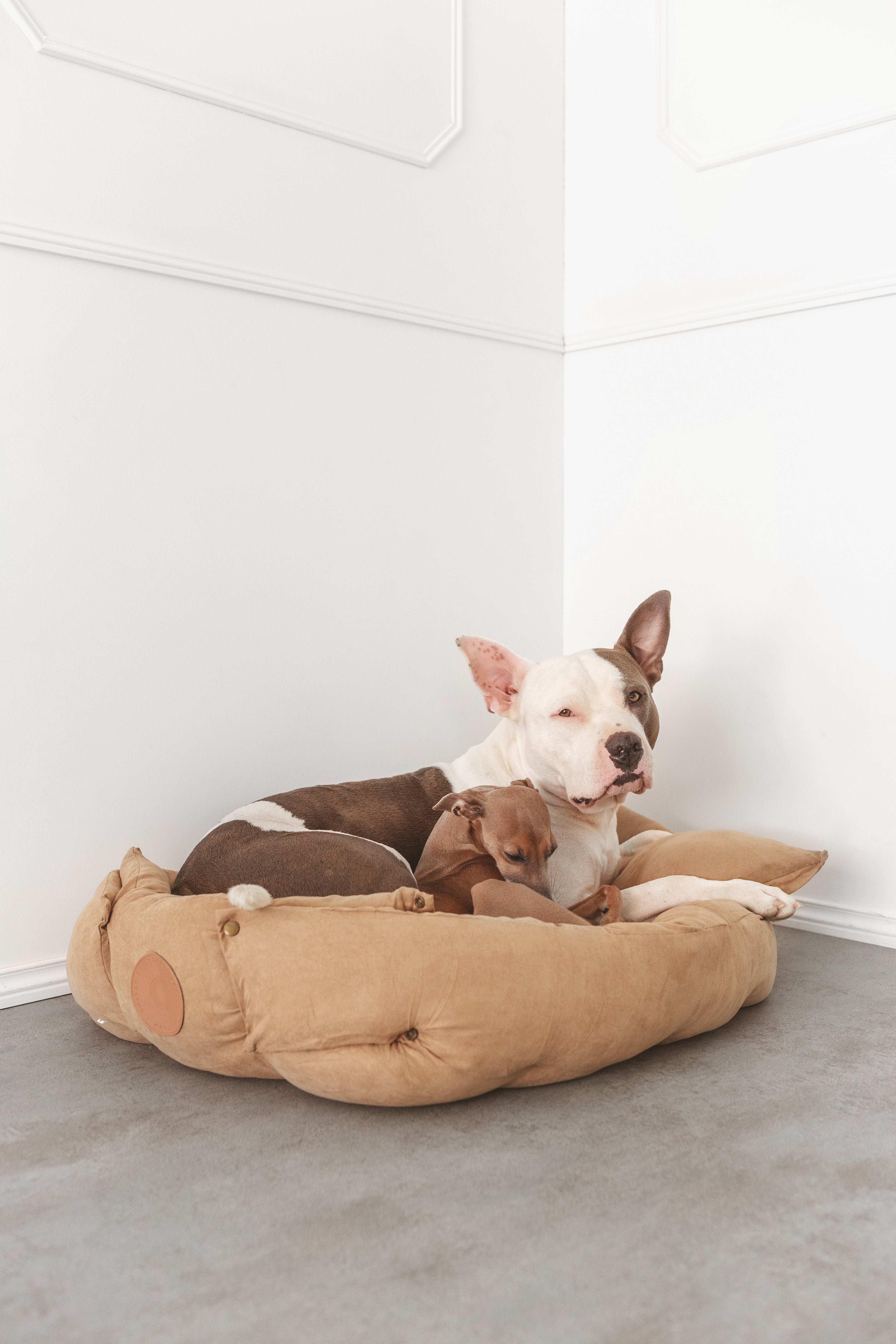 brown-dog-bed-large.jpg
