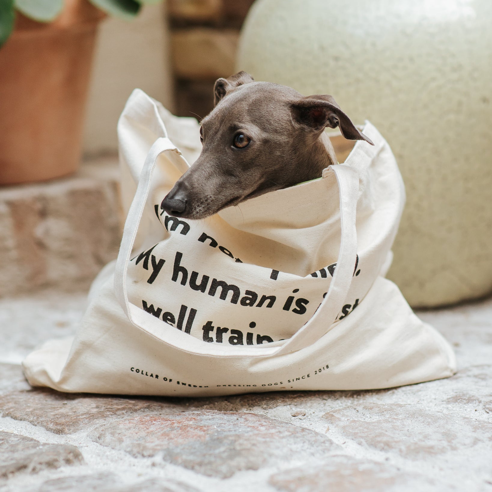 italiangreyhound-tote-bag.jpg