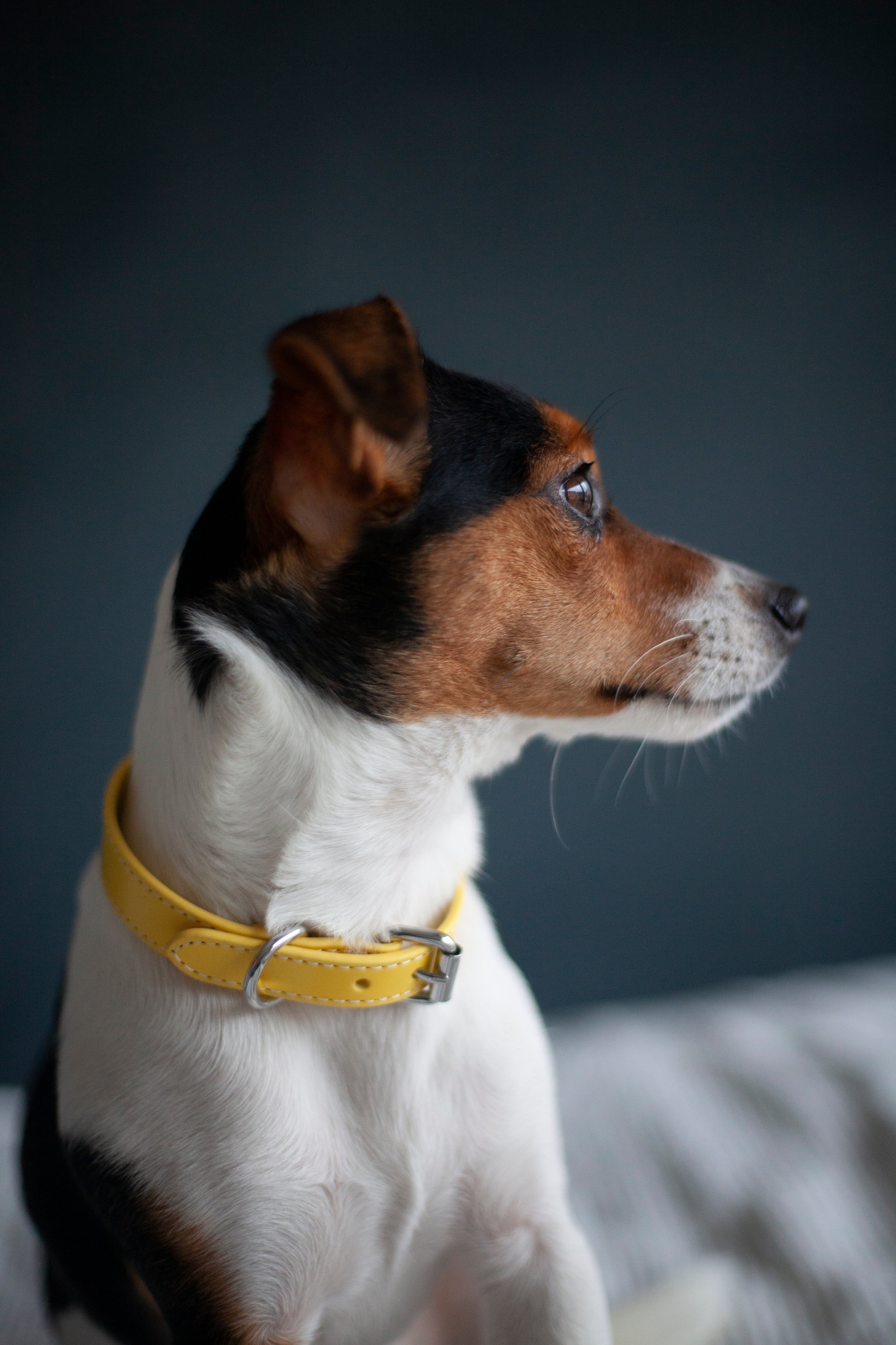 Yellow Dog Collar Thin