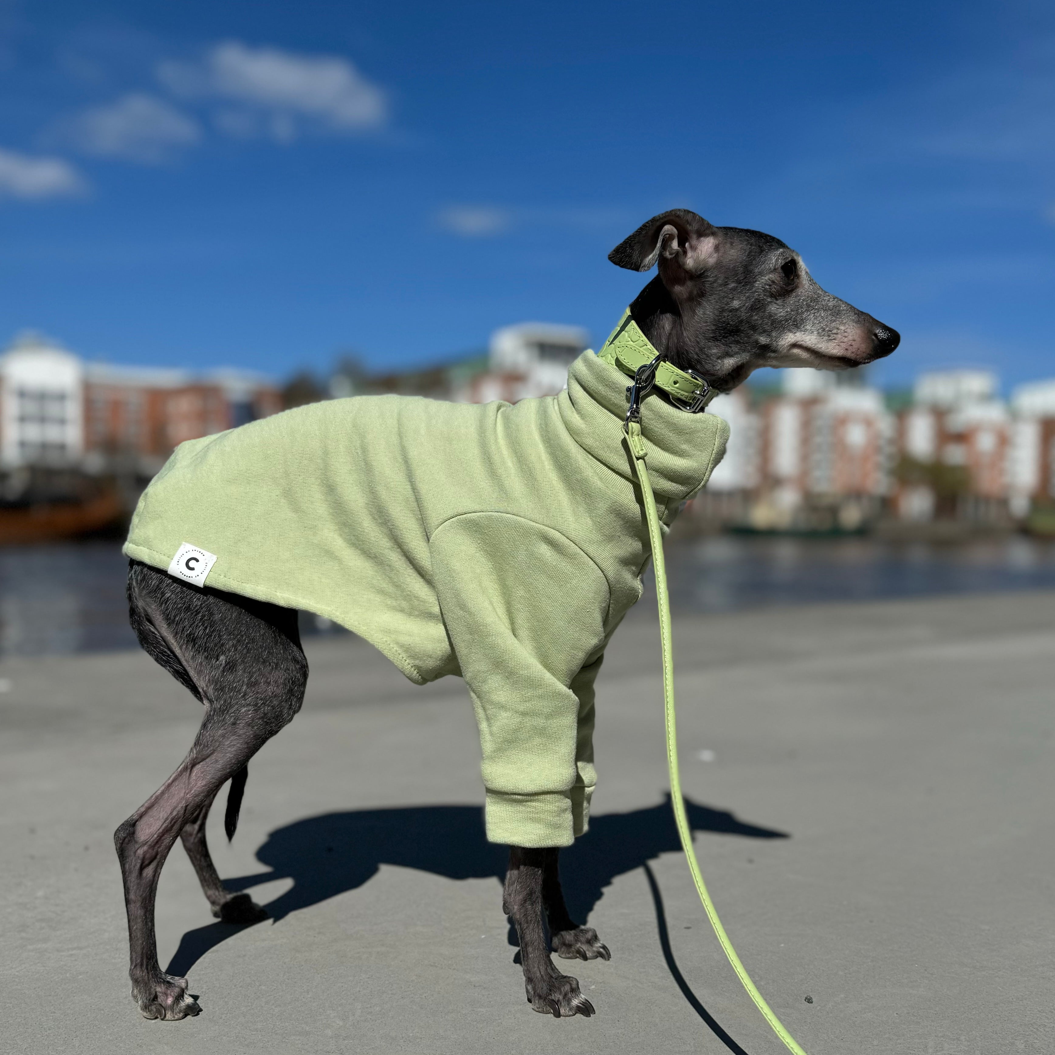 pastel-green-italian-greyhound-sweatshirt.jpg