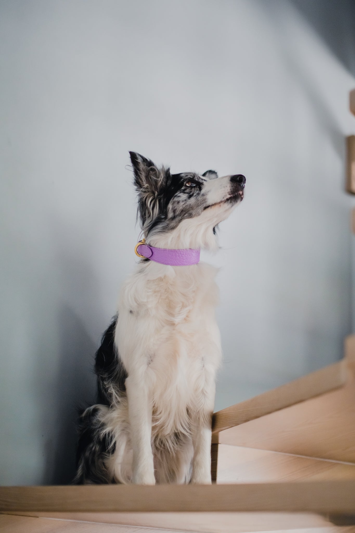 Violet Croco Dog Collar Thin