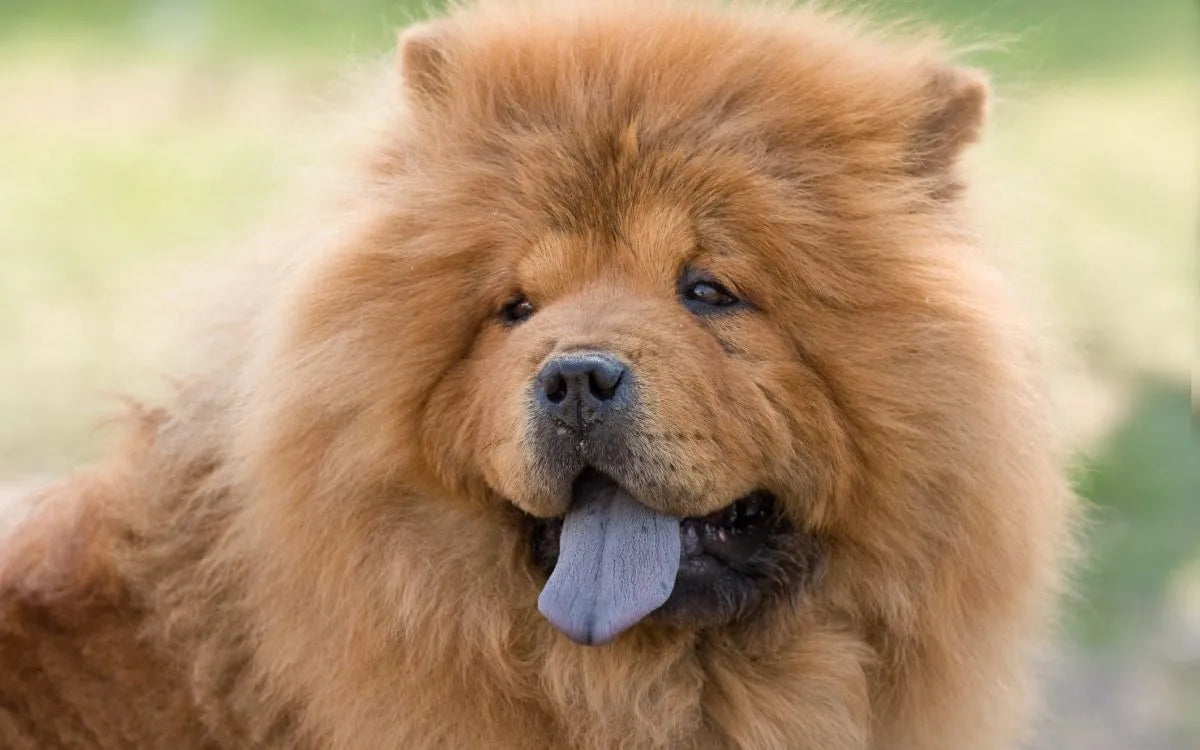 Why Does Chow Chow Have Blue Tounge?