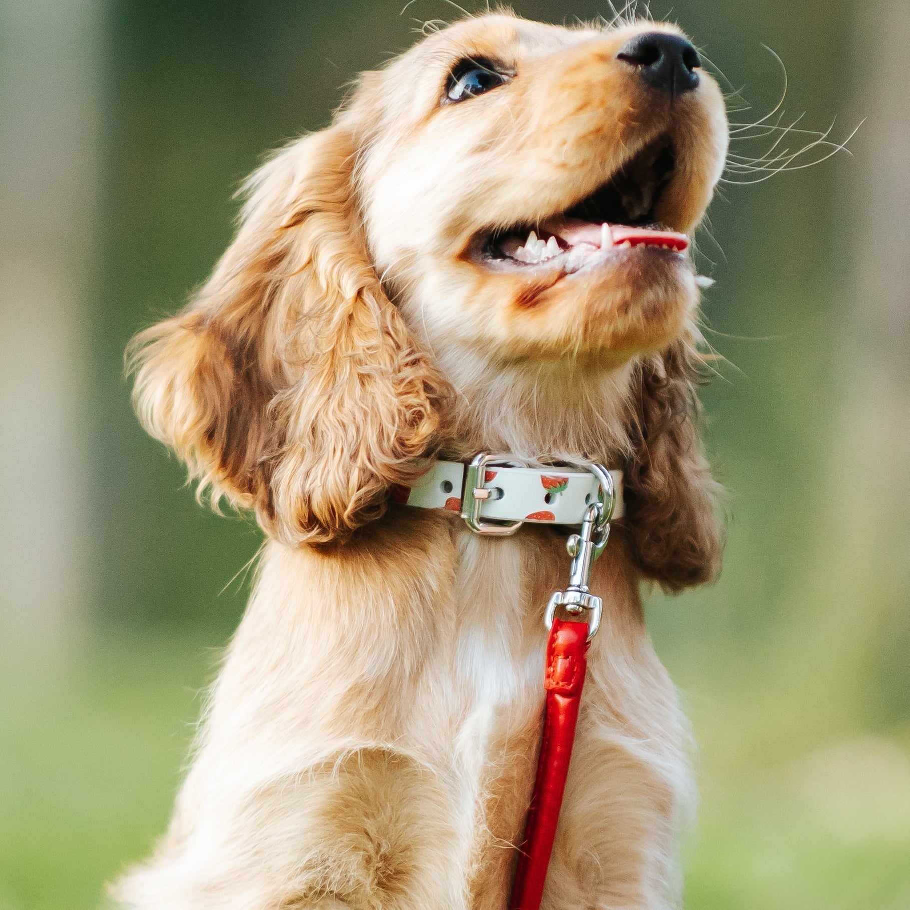 Welcome Your New Puppy: The Ultimate Guide & Checklist for New Dog Owners
