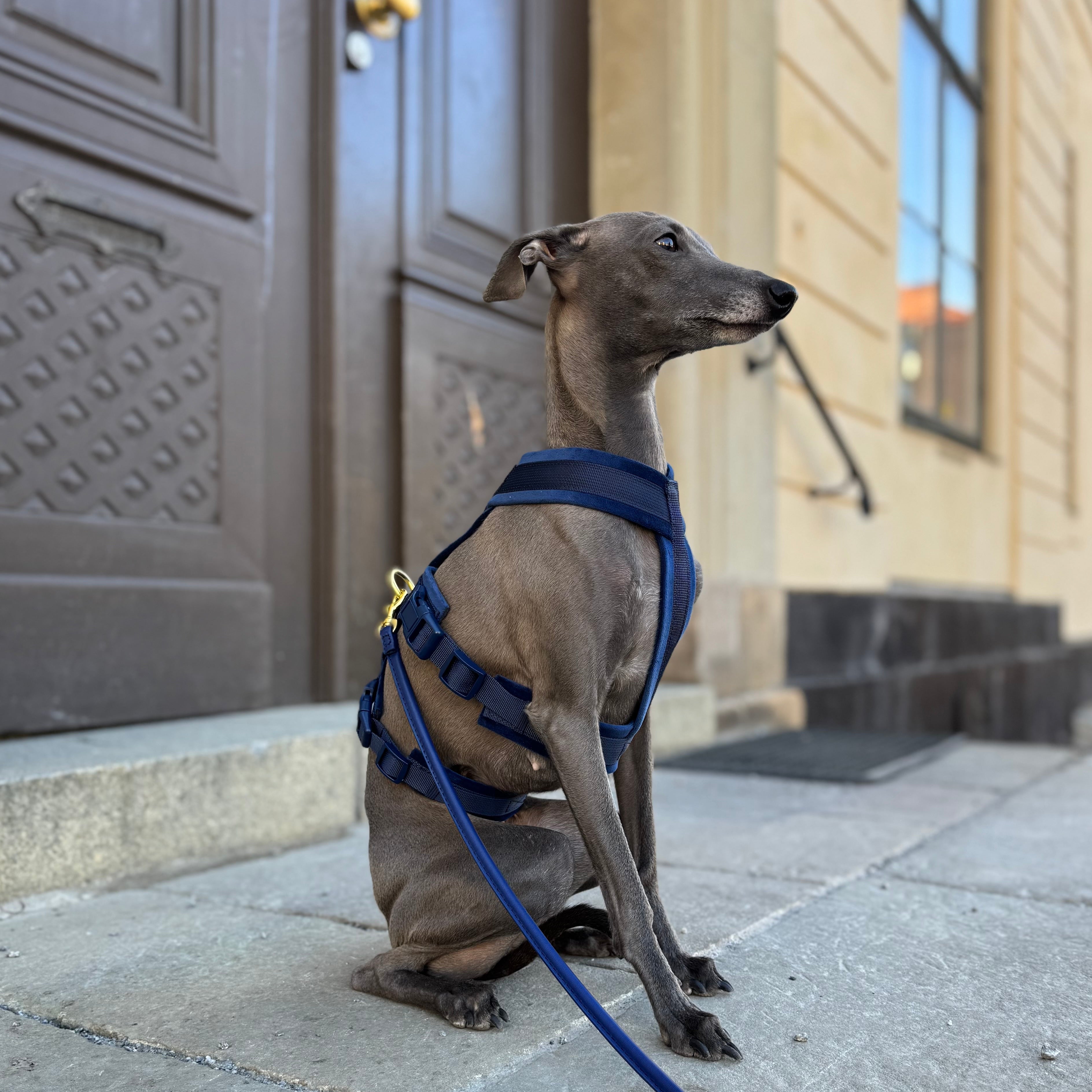 Match Our Harnesses: New Colors Launched