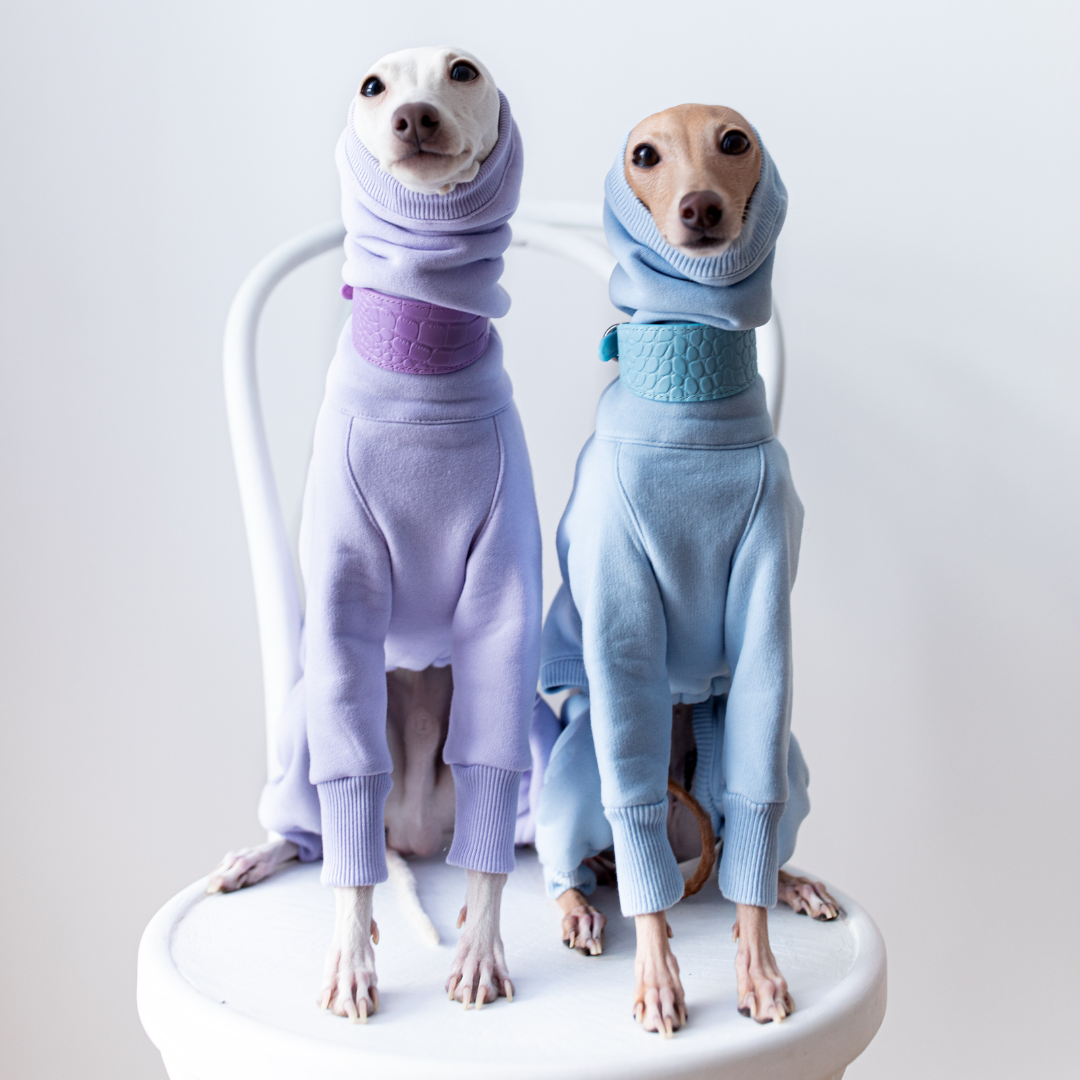 Italian greyhounds in dog collars