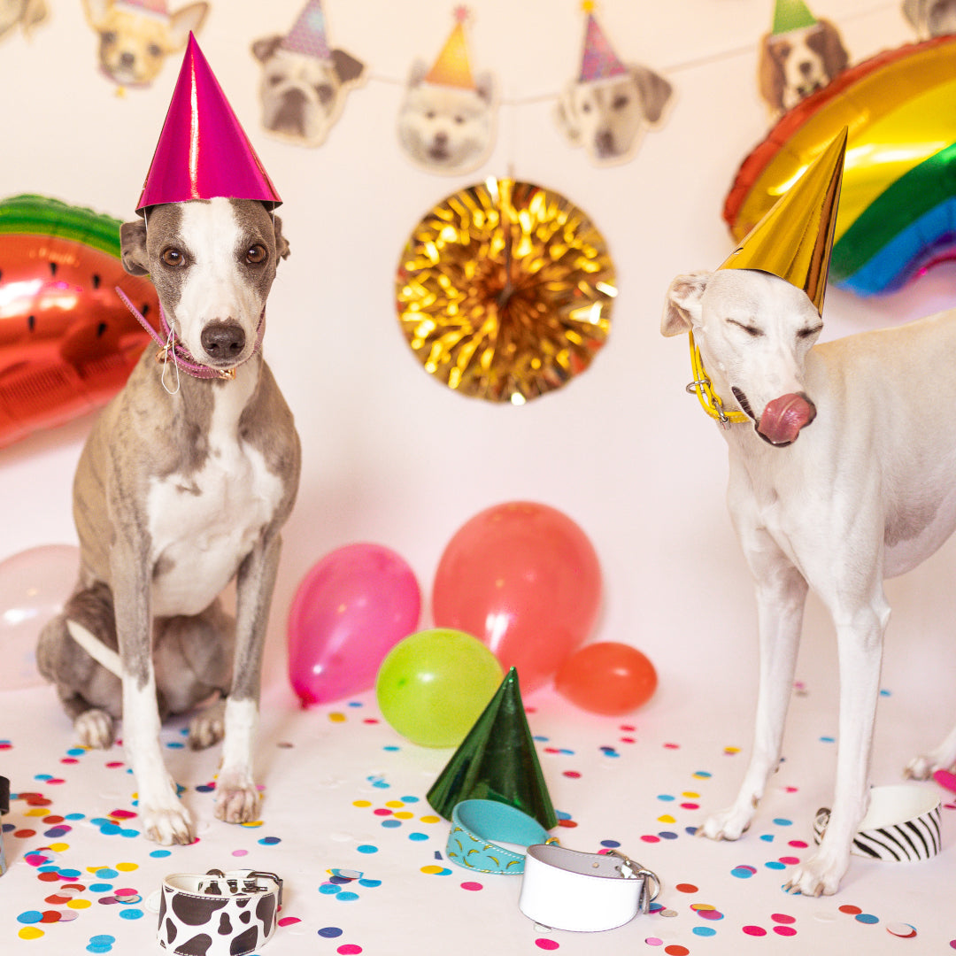 How to celebrate your dog’s birthday – 6 great dog birthday presents and activities