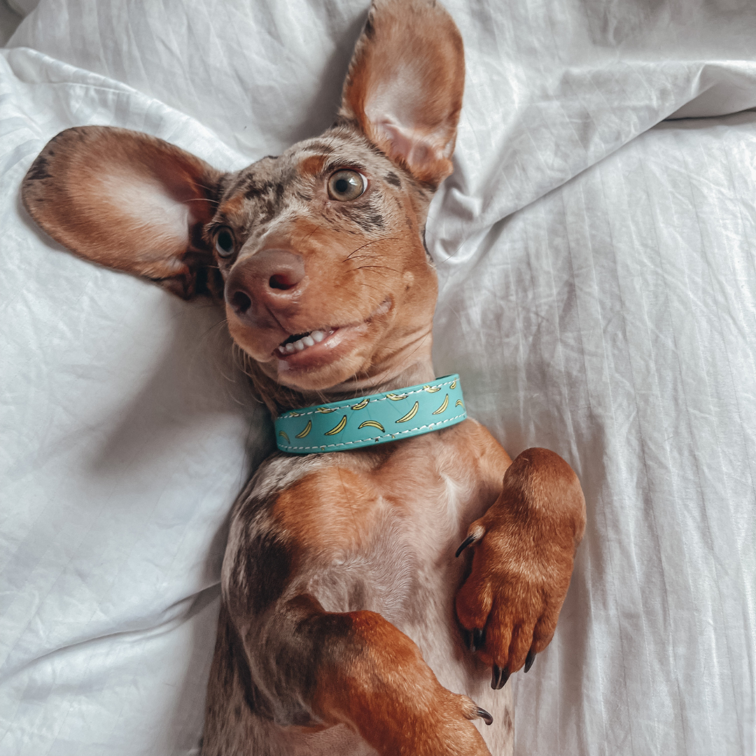Explore Unique Dog Collars for Your Furry Friend – Collar of Sweden