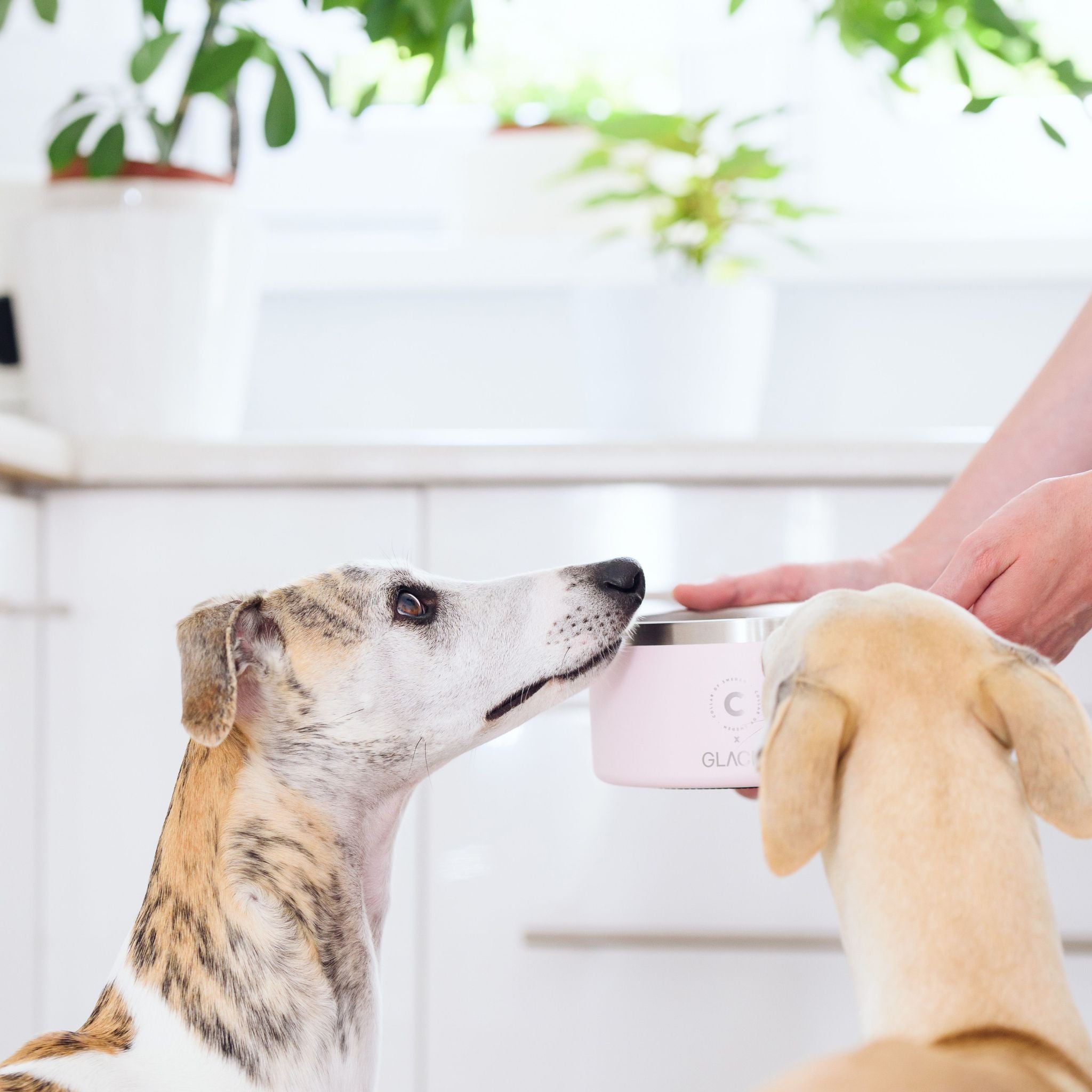 Guide: How to Choose the Best Dog Bowl