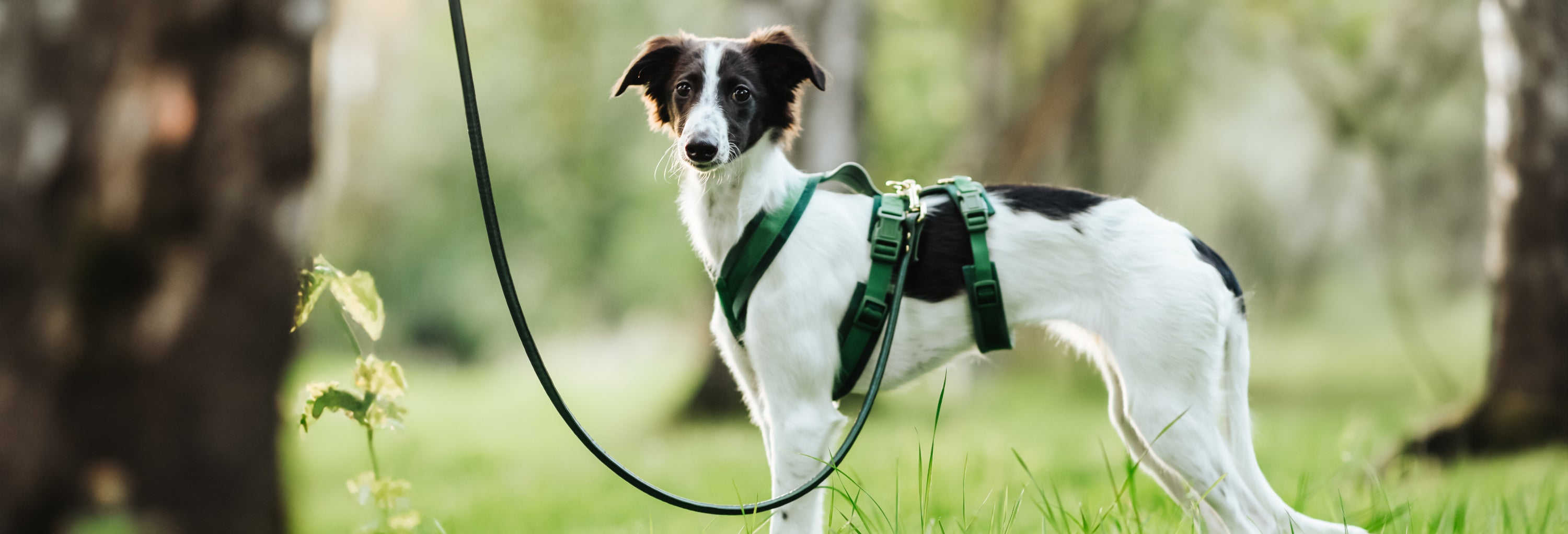 Dog Harnesses