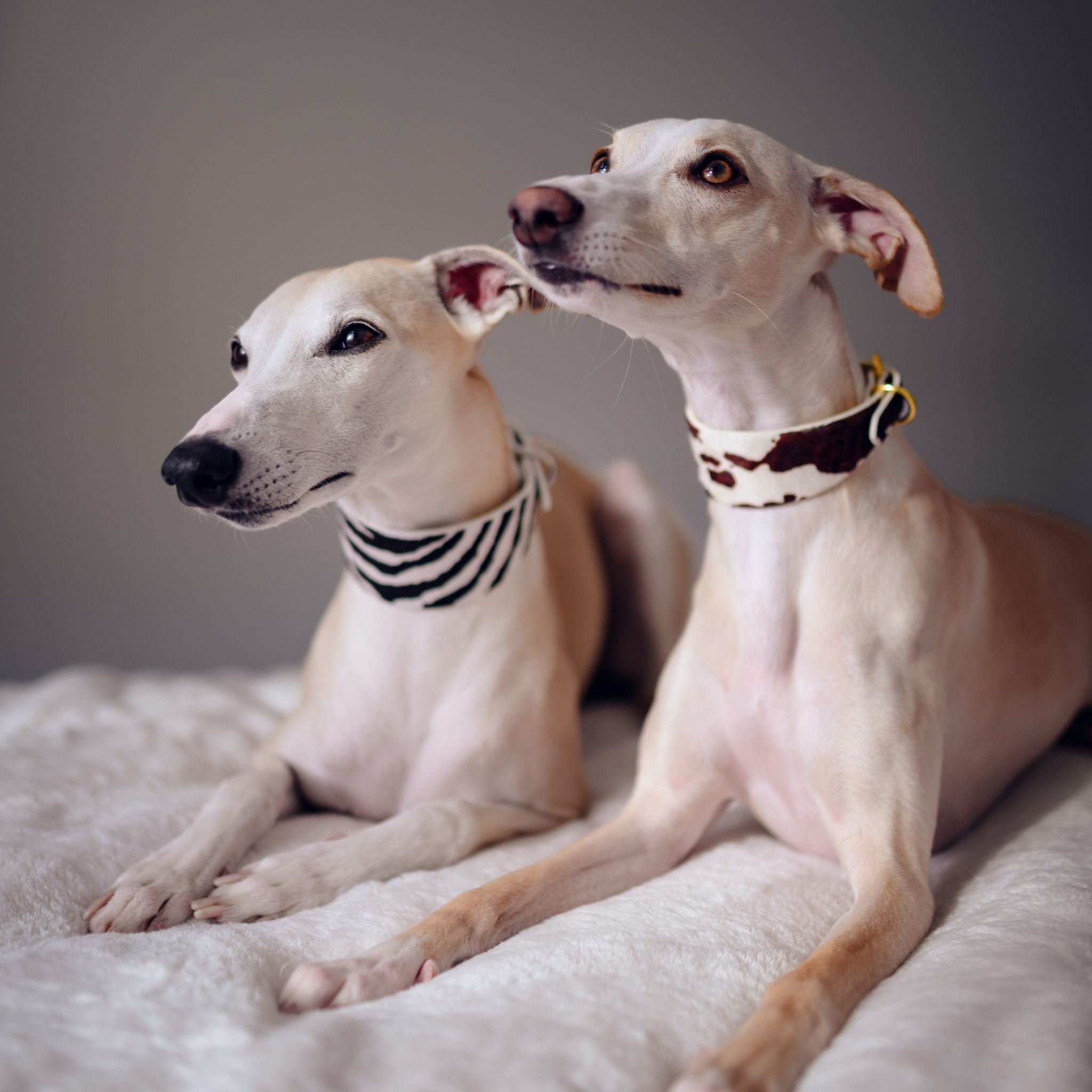 Animal Print Collection