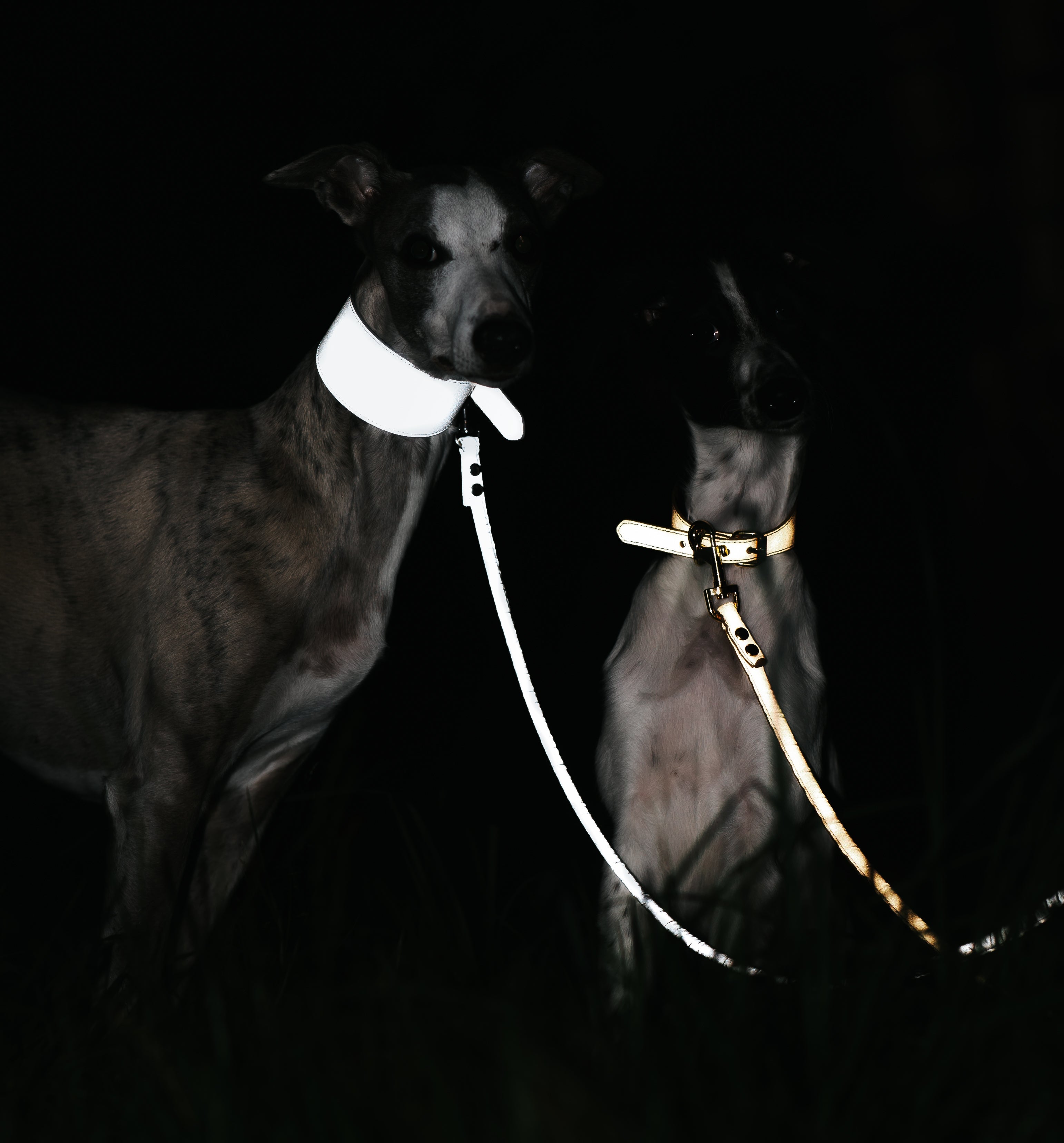 Reflective Dog Collars