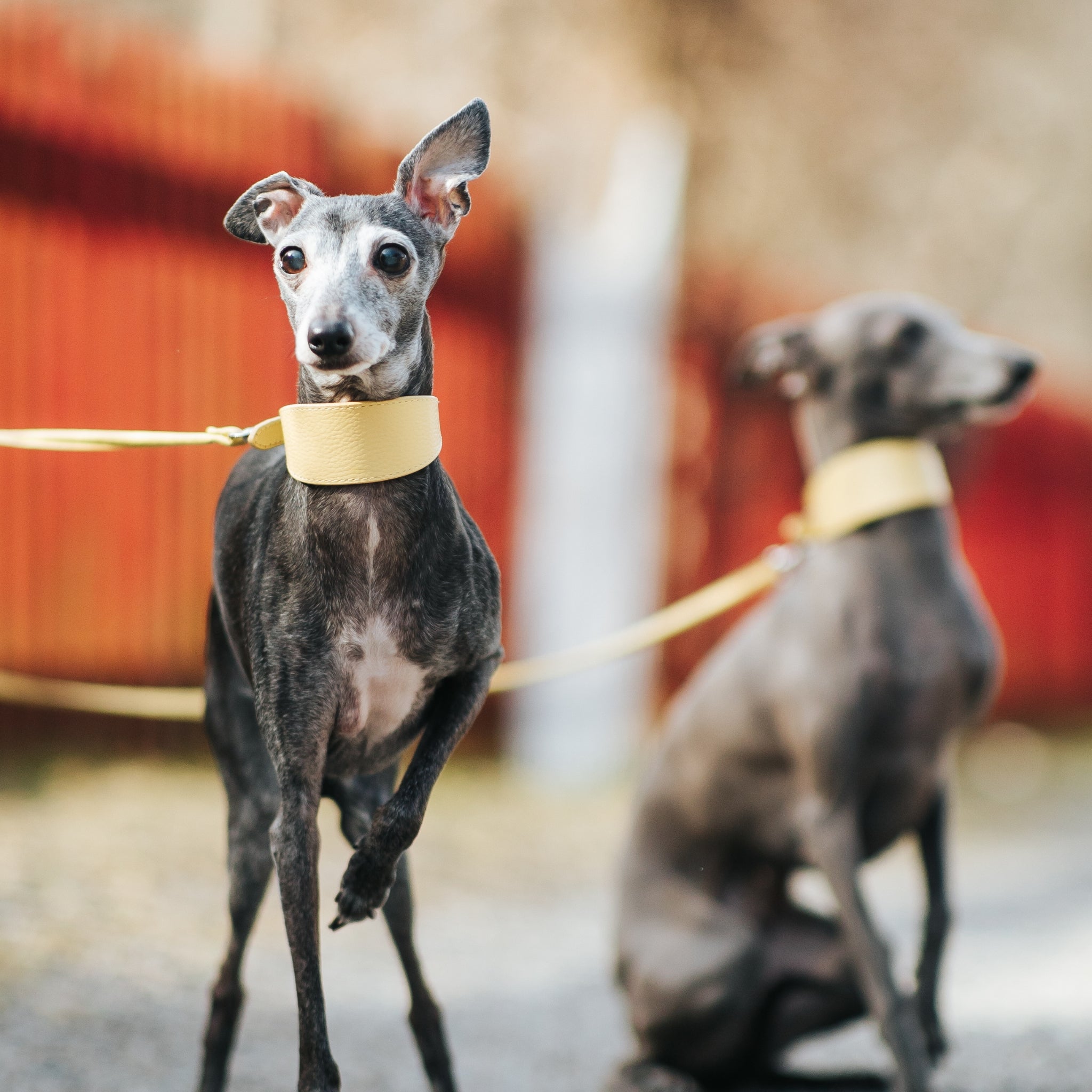 Greyhound Collars