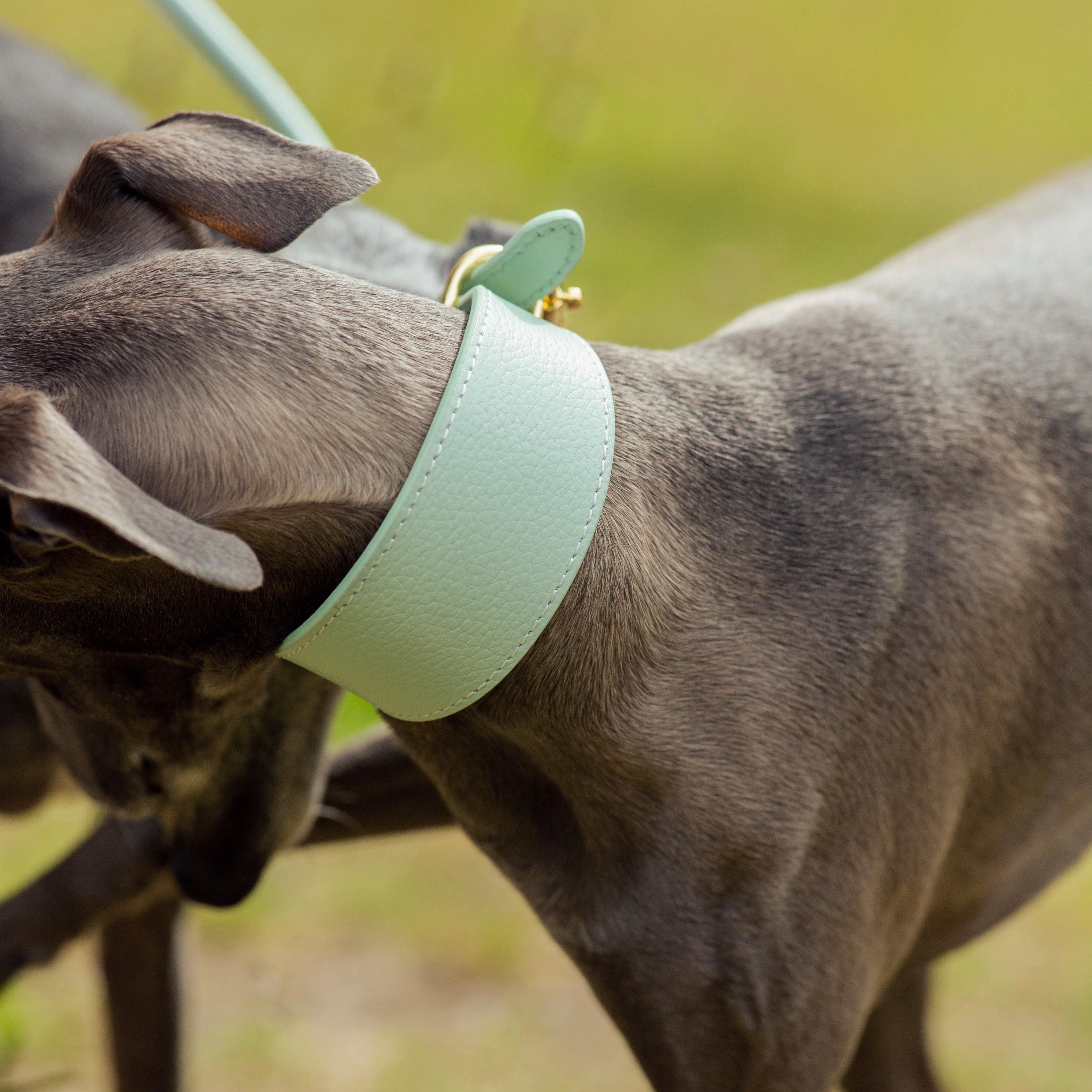 Mint Dog Collar Wide | Collar of Sweden