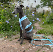 Baby Blue Y-Harness XS