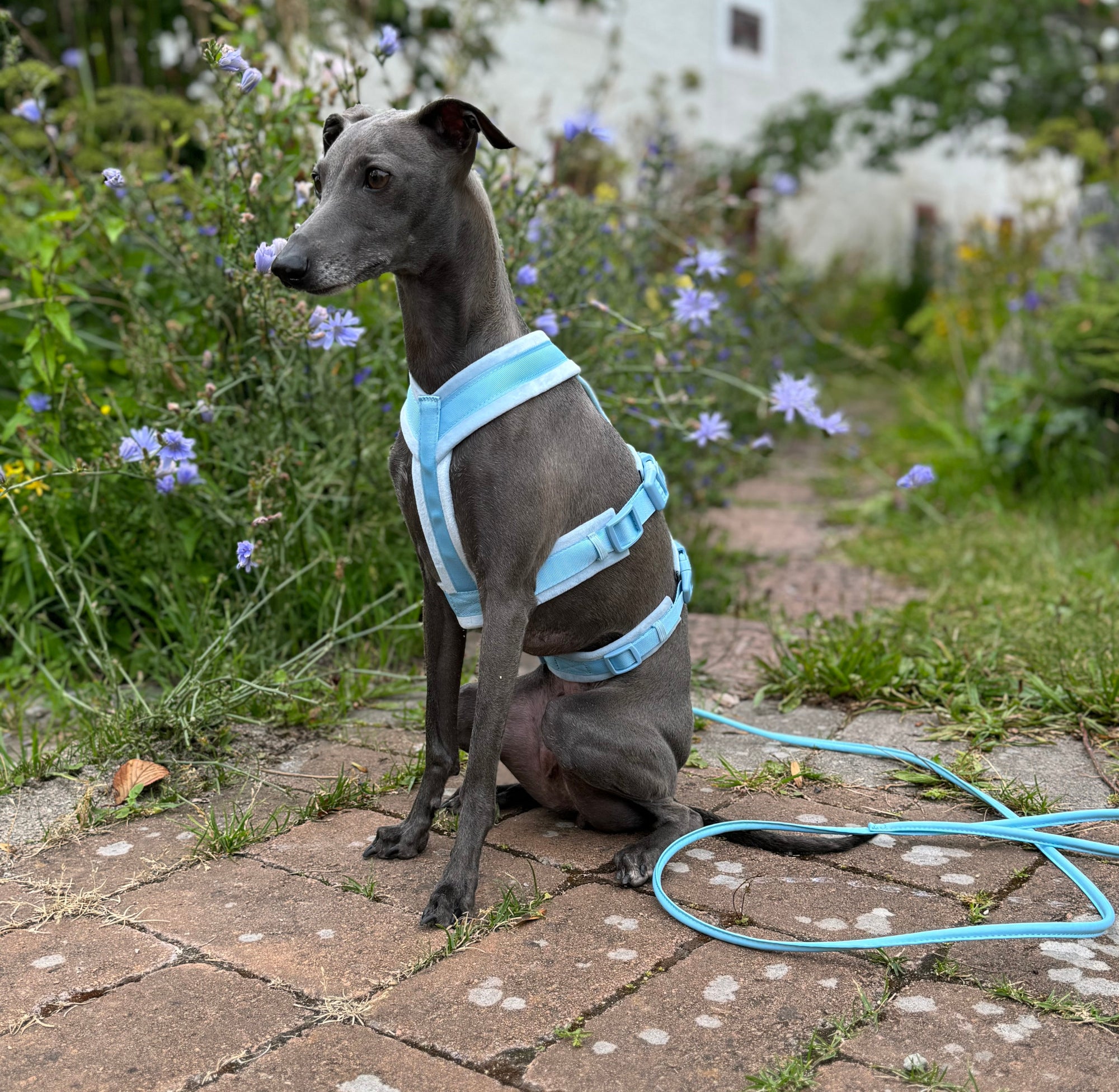 Baby Blue Y-Harness XS