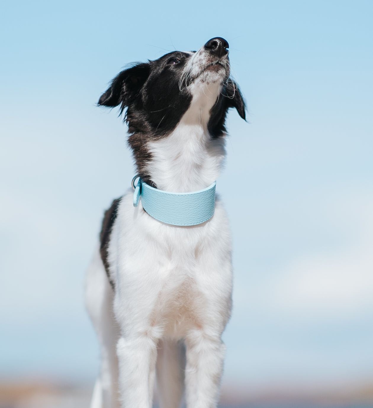 Baby Blue Hundehalsband Breit