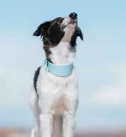 Baby Blue Dog Collar Wide