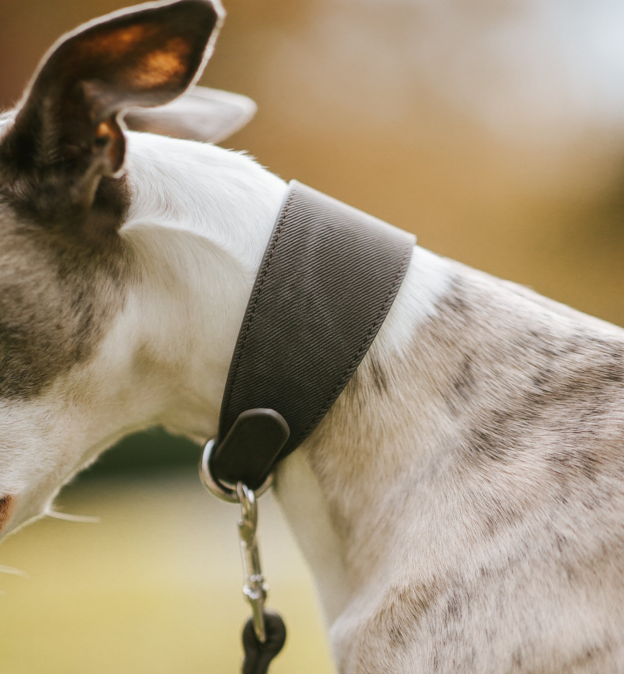 Black Denim Dog Collar Wide