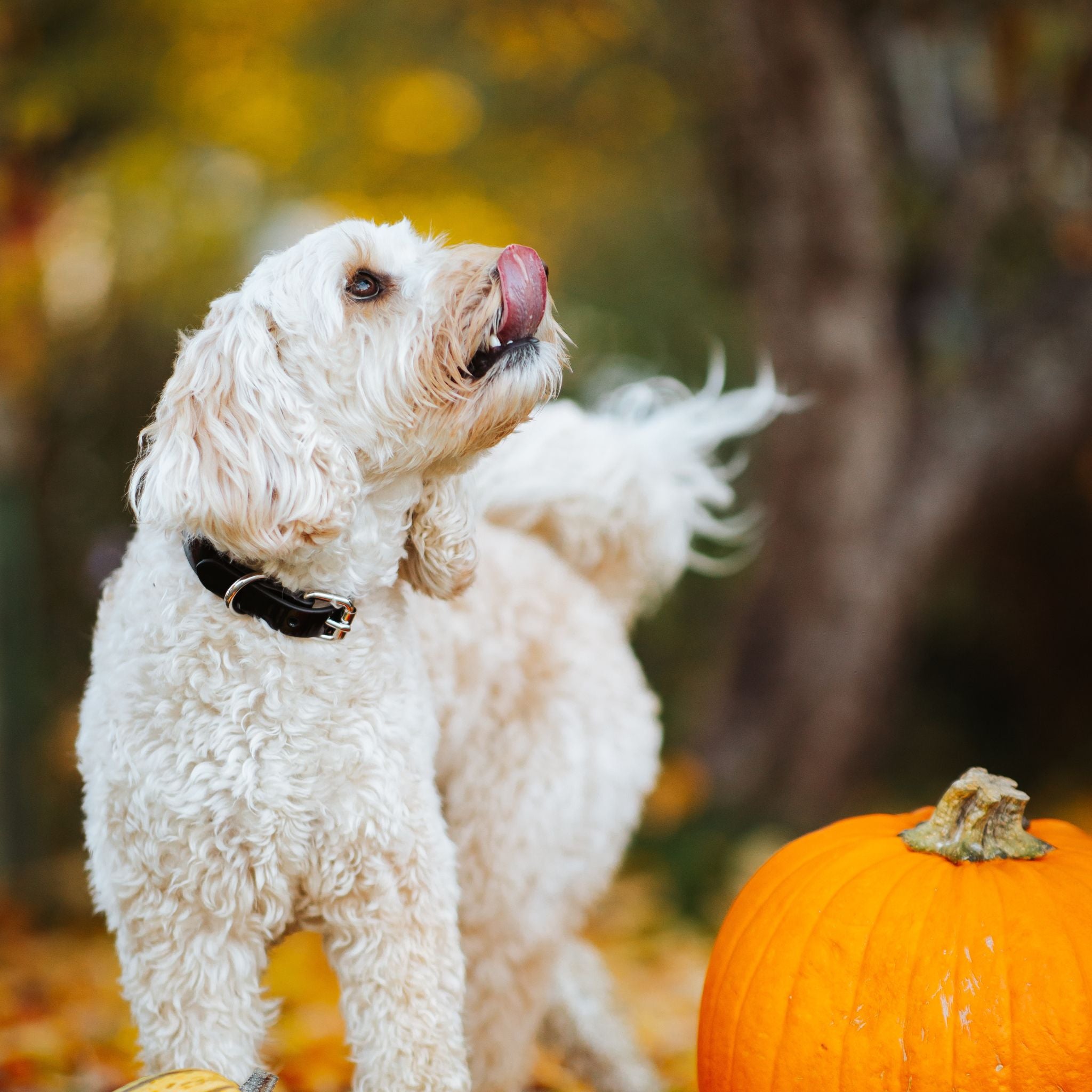 Glossy Black Dog Collar Thin