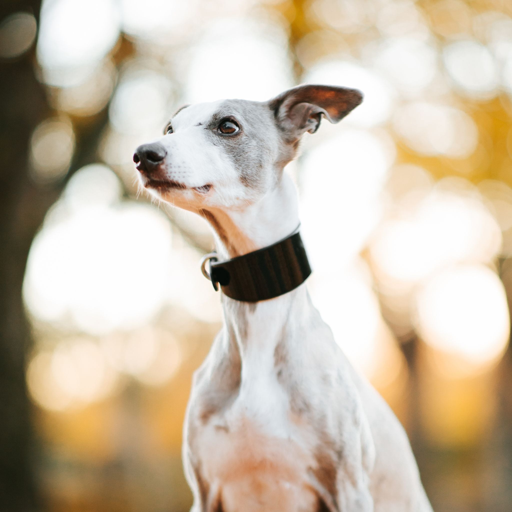 Cool Glossy Black Dog Collar Wide – Collar of Sweden