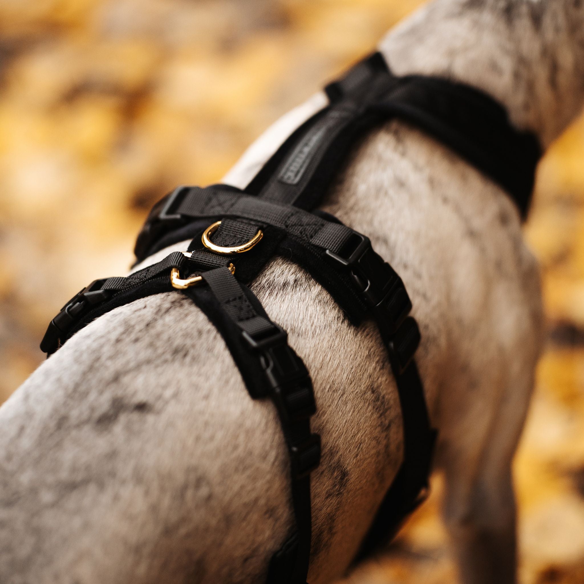 black-harness-size-m-whippet-closeup.jpg