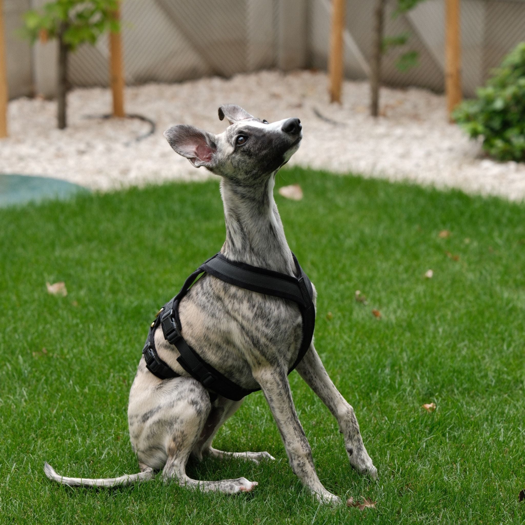 black-harness-size-s-whippet-brindle-sitting.jpg