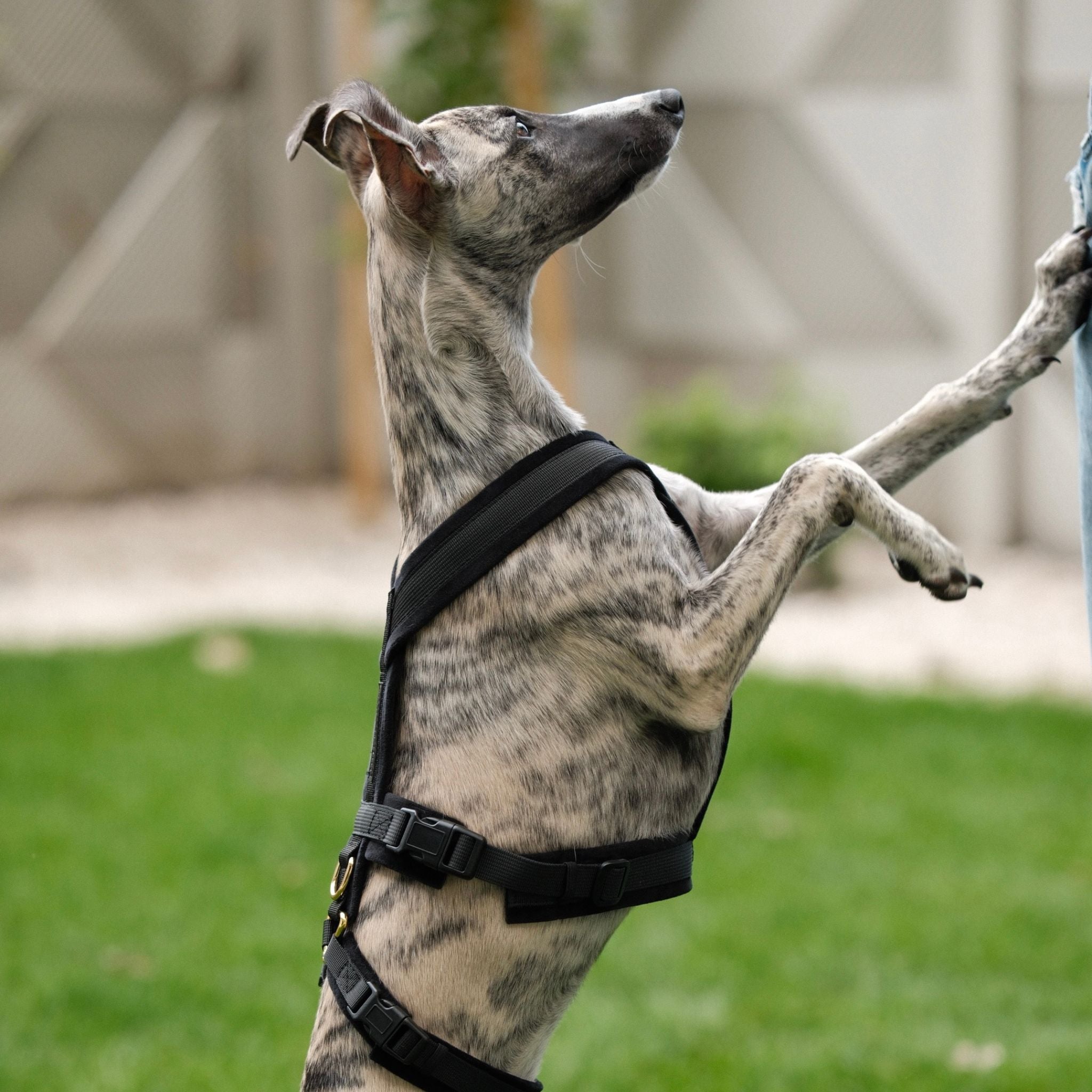 Black Y-Harness