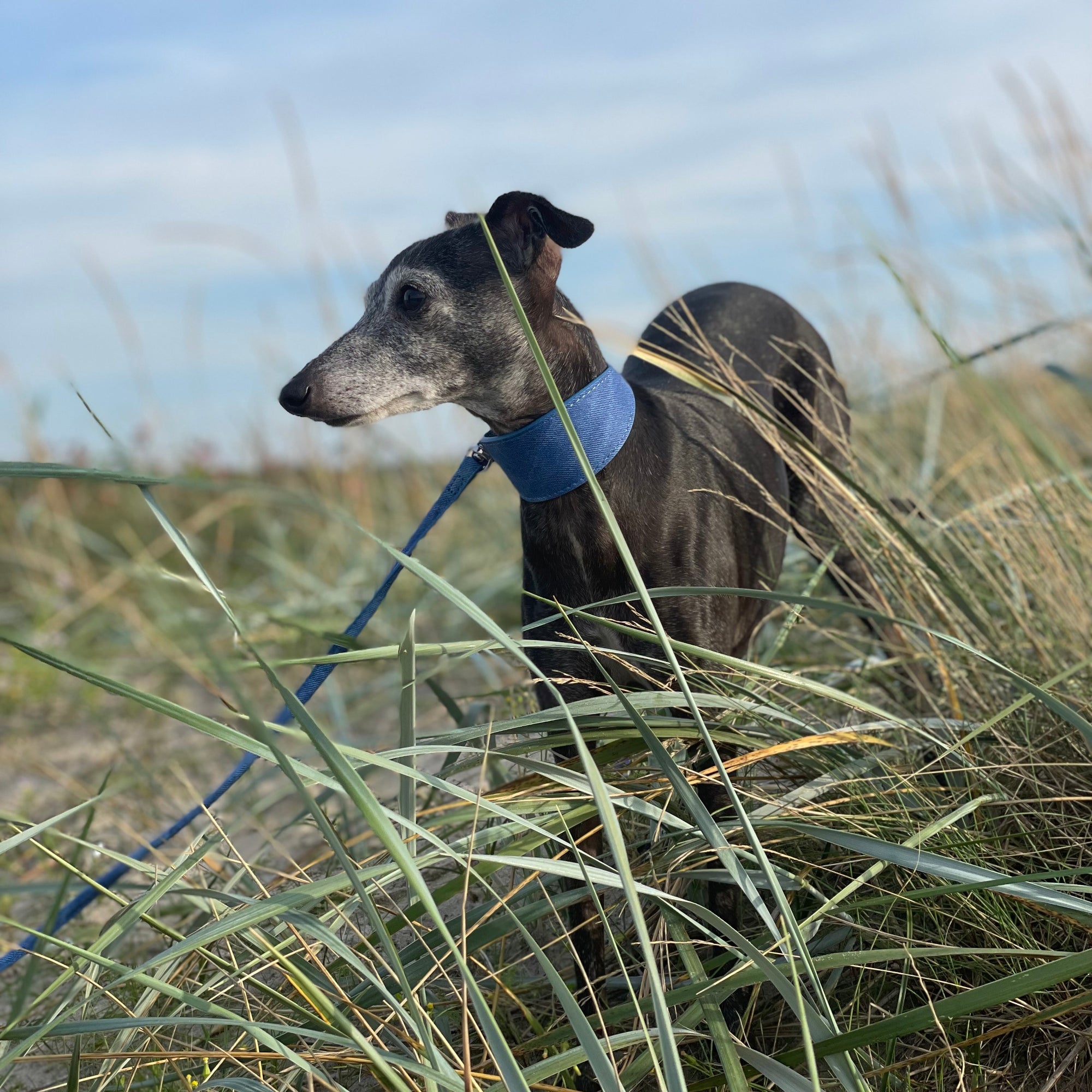blue-denim-collar-wide-italian-greyhound.jpg