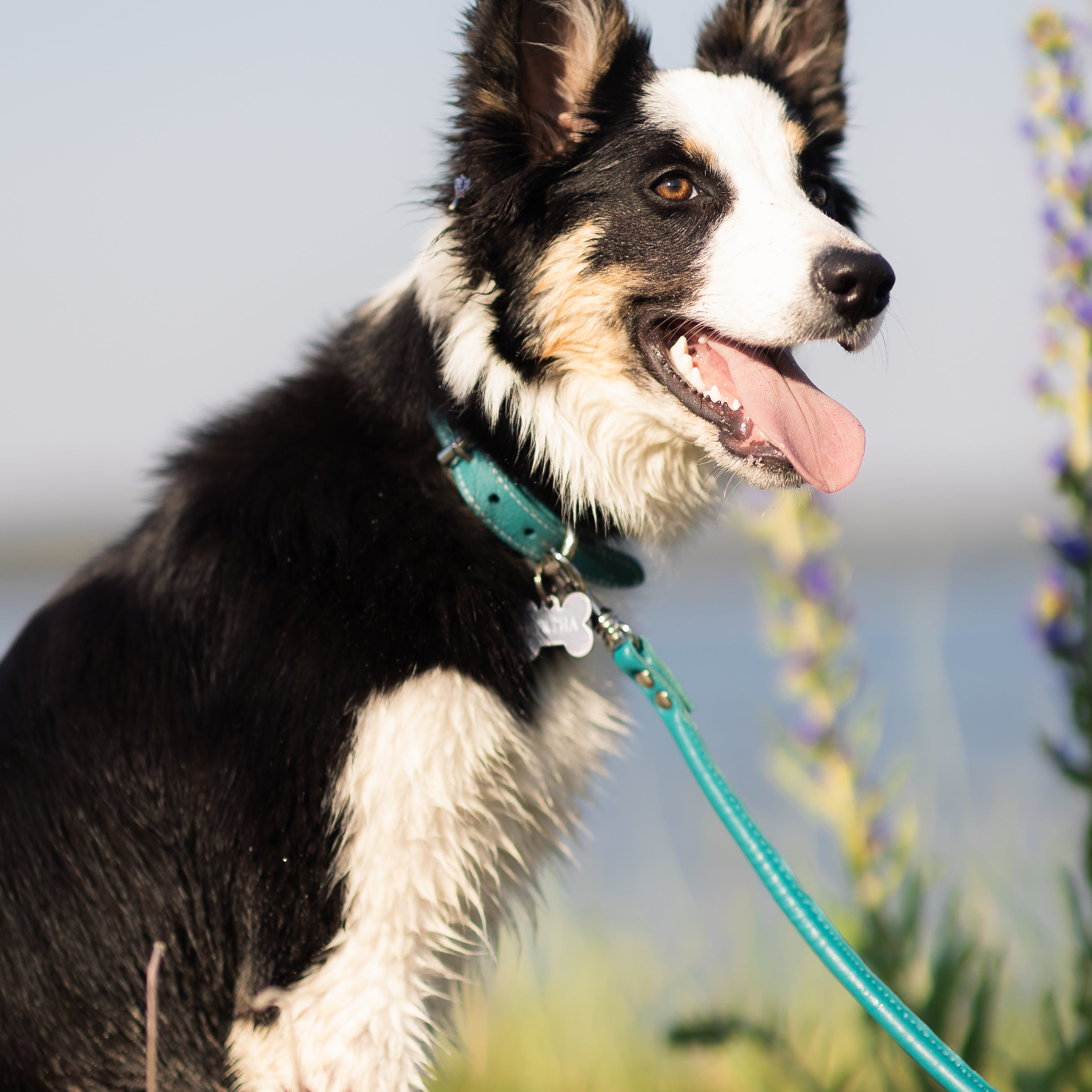 bordercollie-turquoise-dog-leash-medium.jpg
