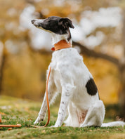 Brown Braided Dog Collar Wide