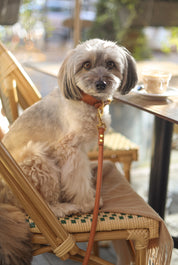 Brown Braided Dog Collar Wide