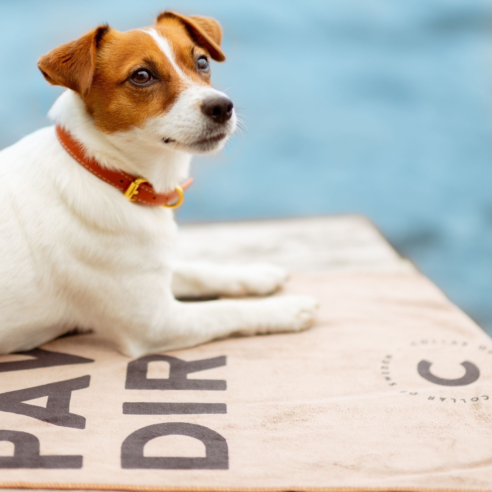 brown-paw-towel-abbsorbing.jpg