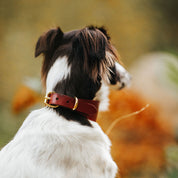 Burgundy Dog Collar Wide