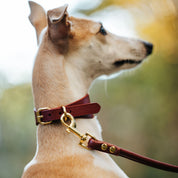 Burgundy Dog Lead