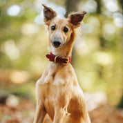 Burgundy Wool Dog Collar Wide
