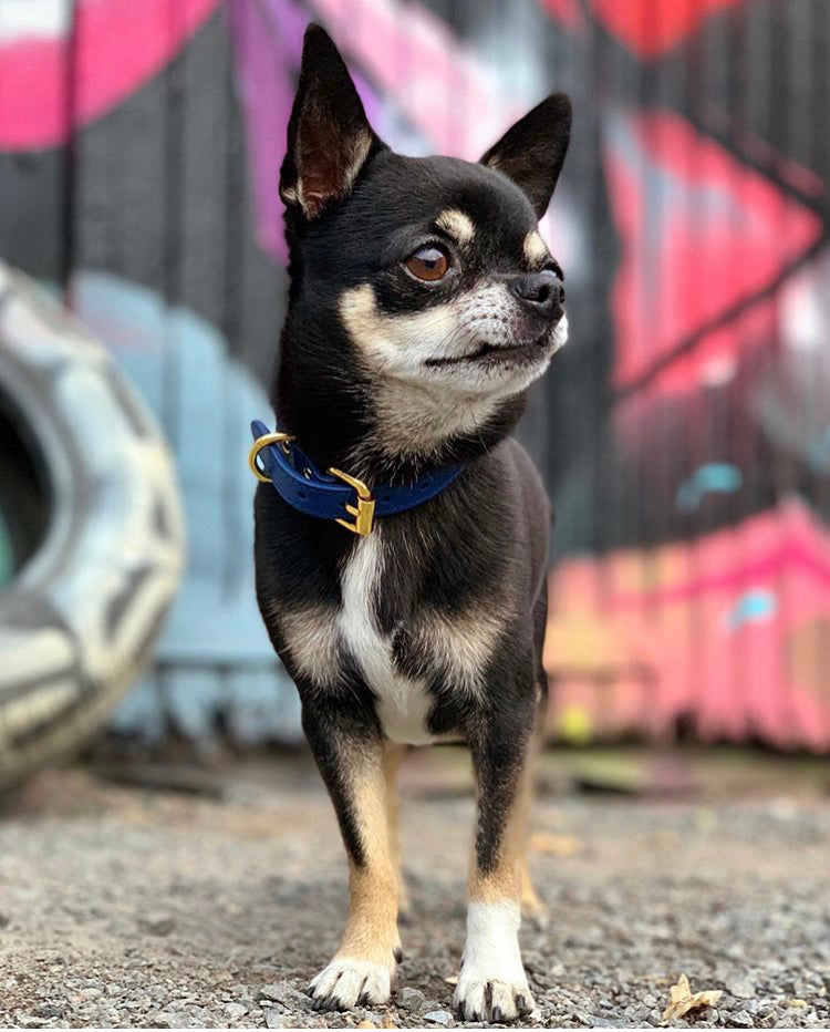 Dog Collar For Large Dogs Elecane Small Dog Bark Collar Humane