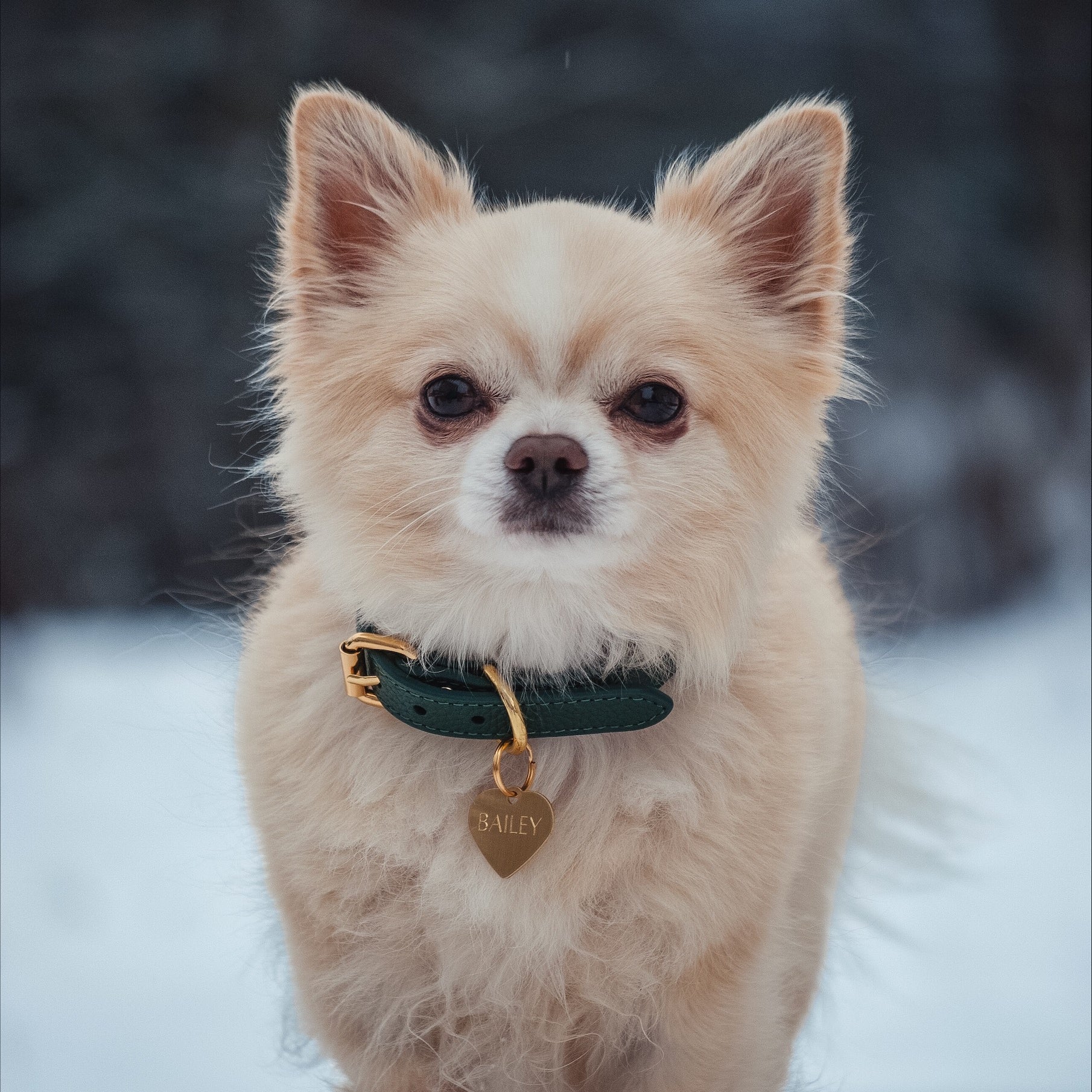 chihuahua-dark-green-dog-collar-xs-thin.jpg