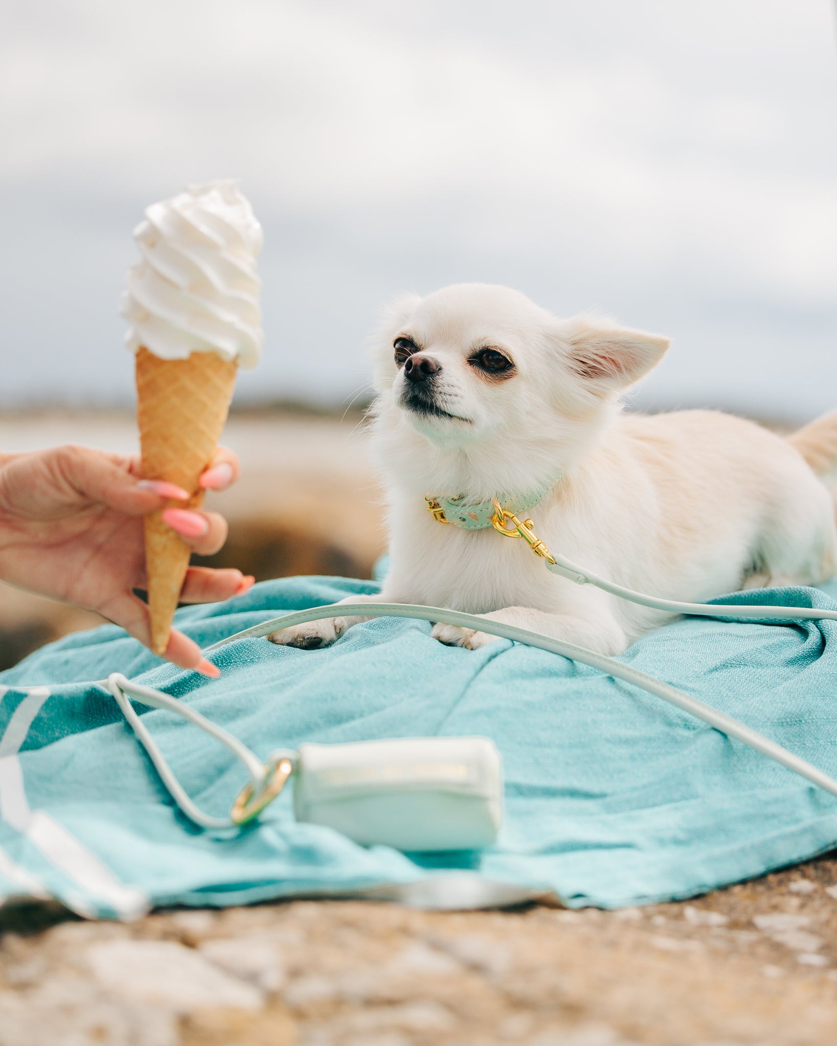 アイスクリーム犬首輪薄型