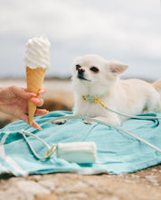 Ice Cream Dog Collar Thin