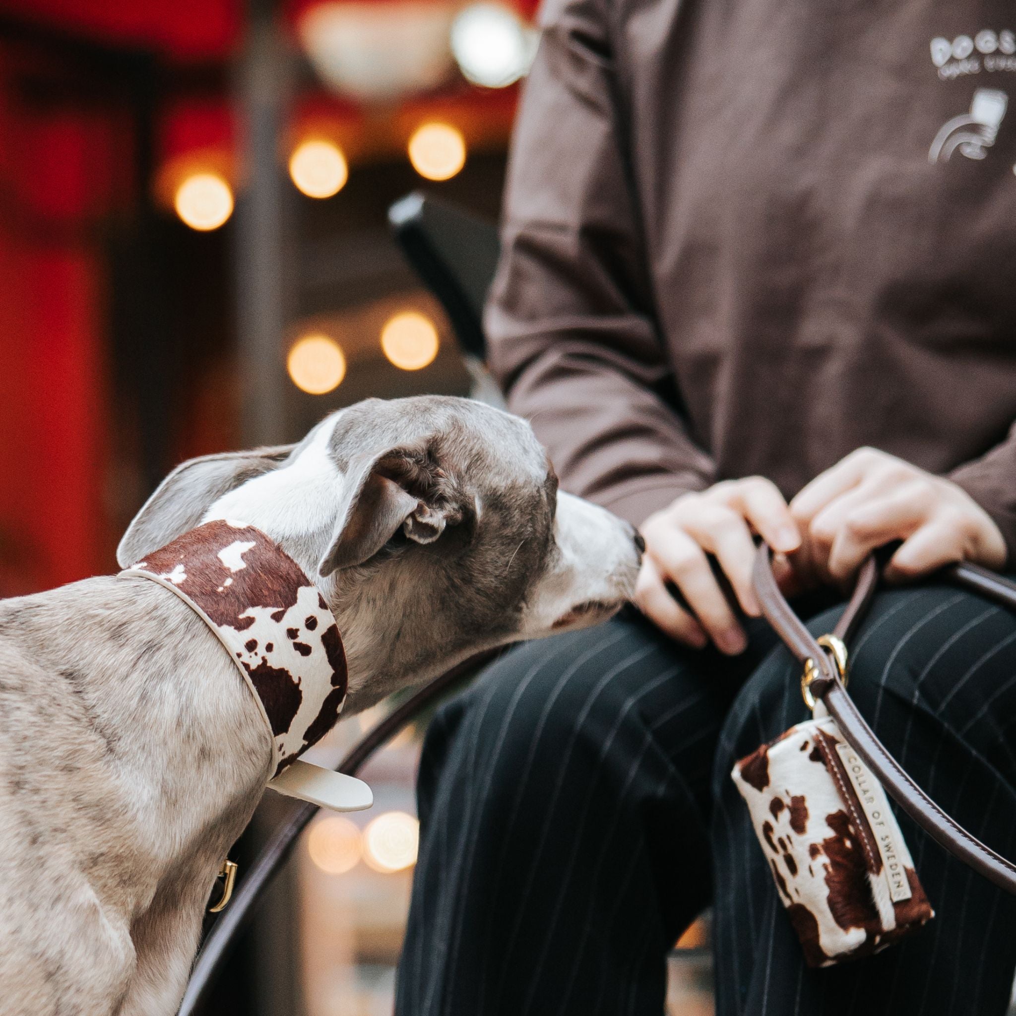 cow-dog-collar-medium-wide-whippet-poop-bag-holder.jpg