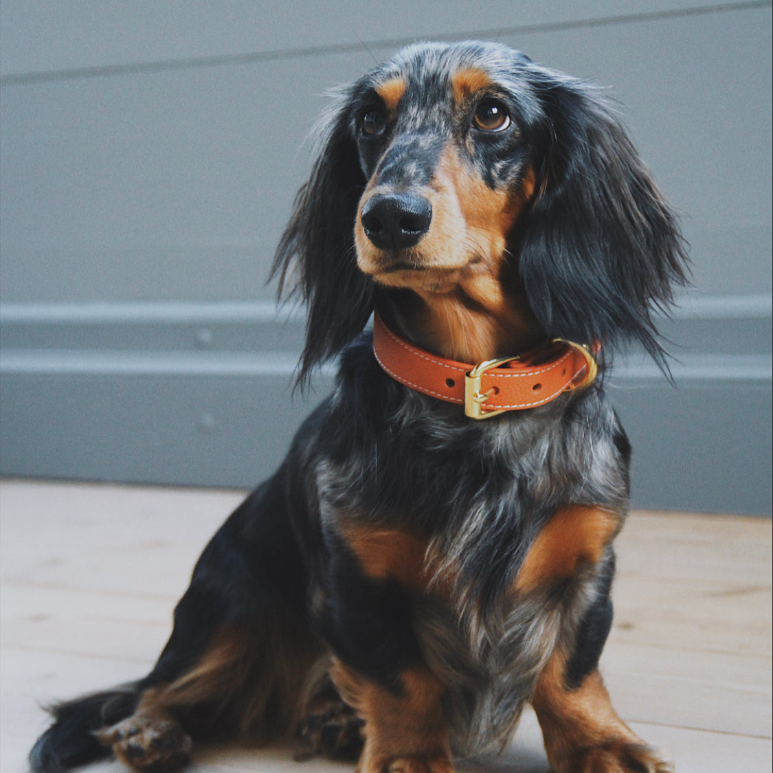 dachshund-cognac-dog-collar-medium-thin.jpg