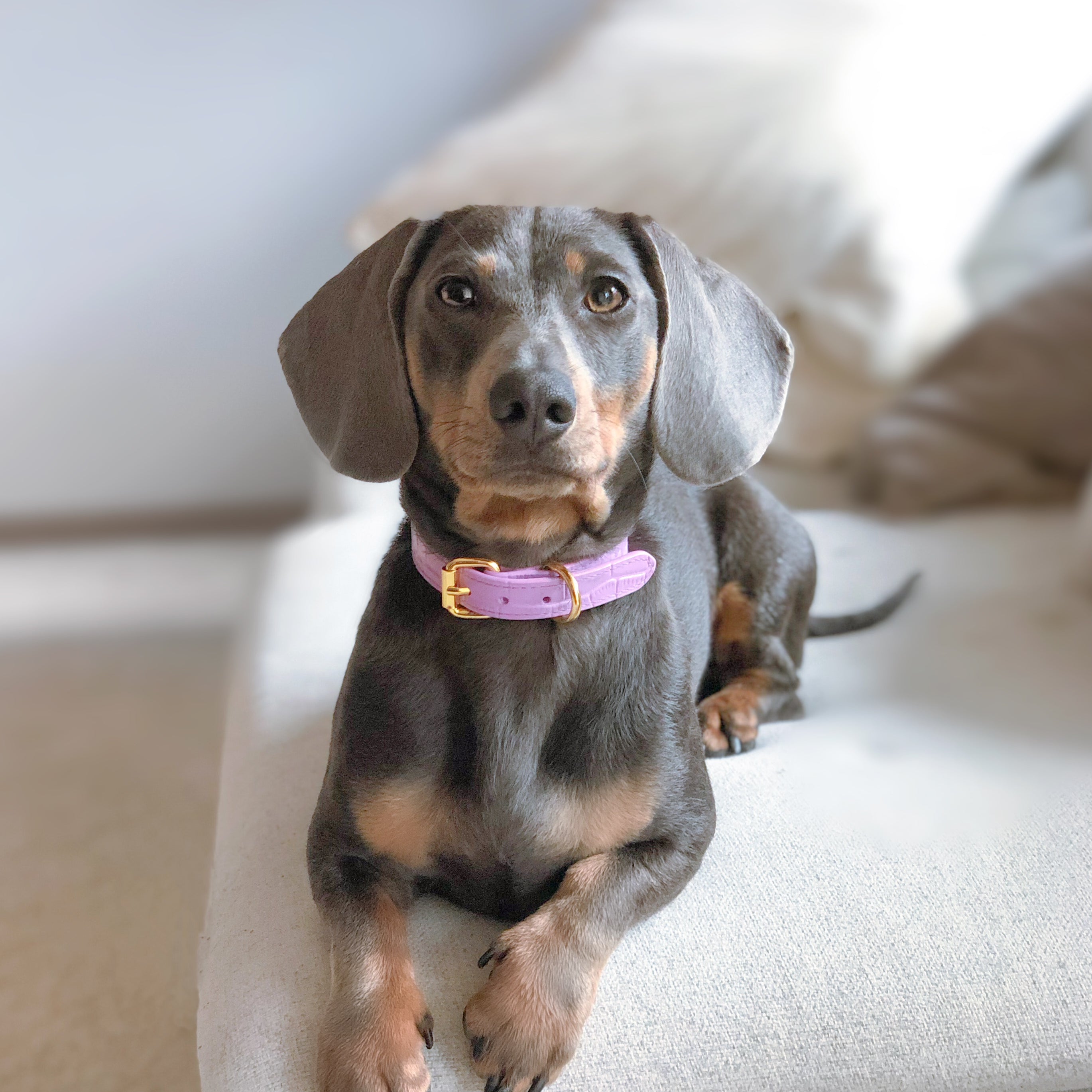 dachshund-violet-croco-dog-collar-small-thin.jpg