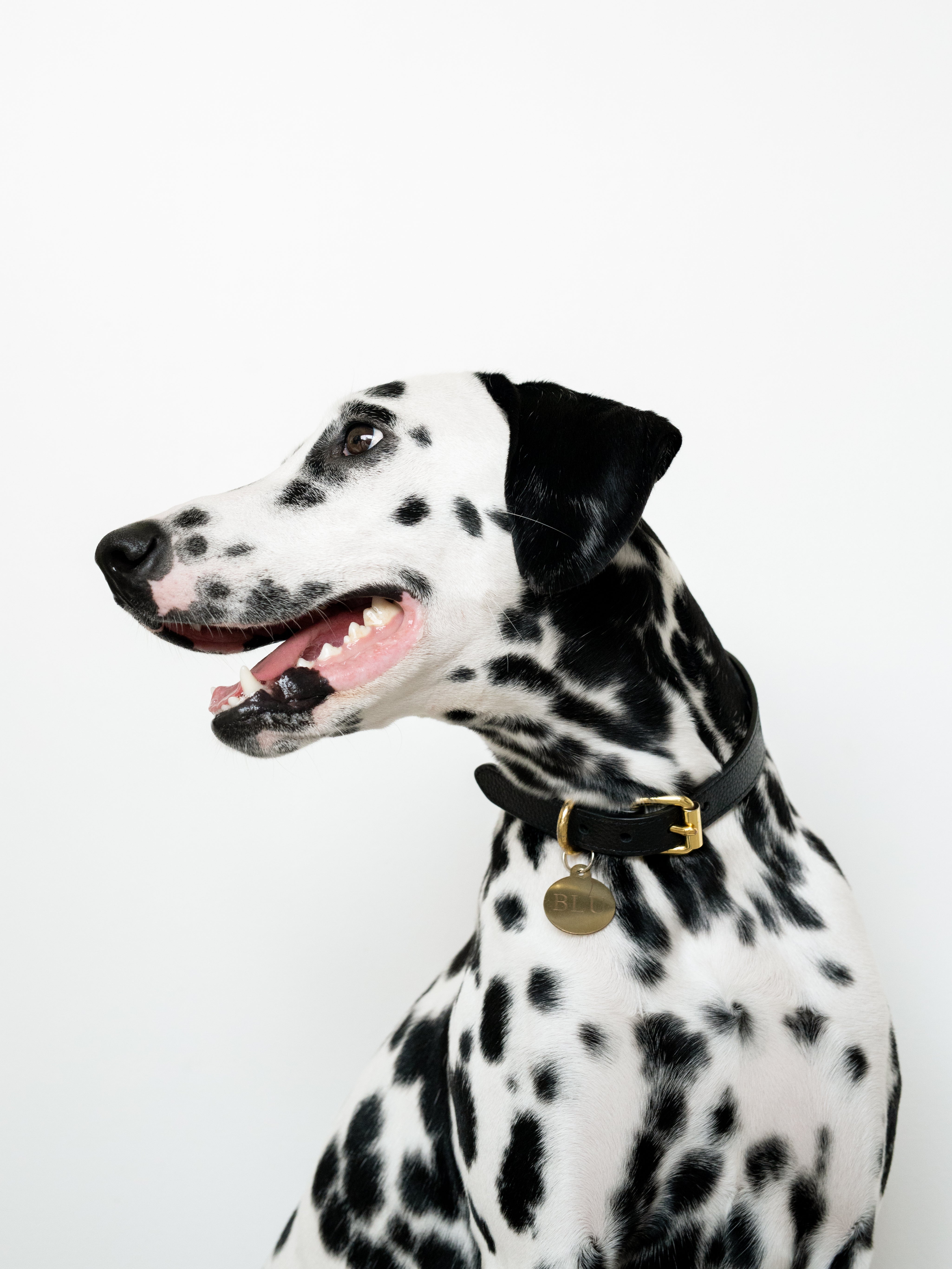 Black Dog Collar Thin