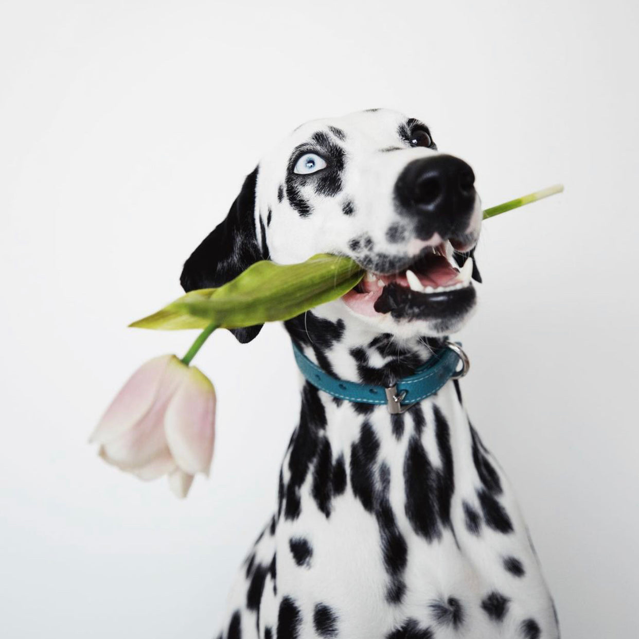 dalmatian-turquoise-dog-collar-medium-thin.jpg
