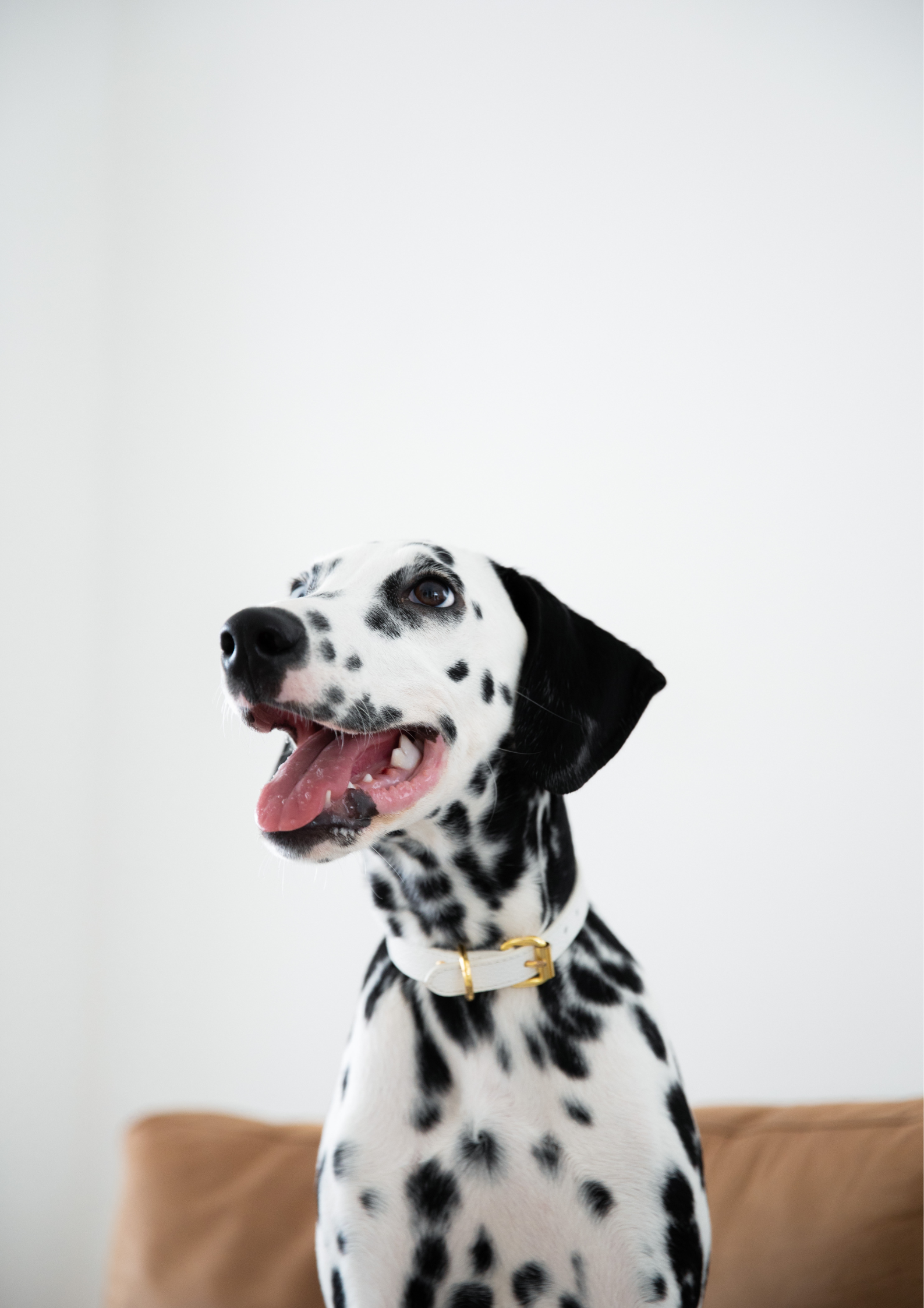 Plain white dog collar hot sale