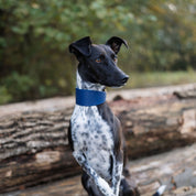 Dark Blue Dog Collar Wide