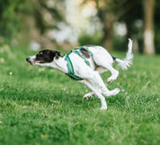 Dark Green Y-Harness XS