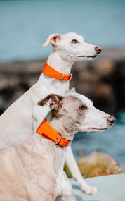 Glossy Orange Dog Collar Wide