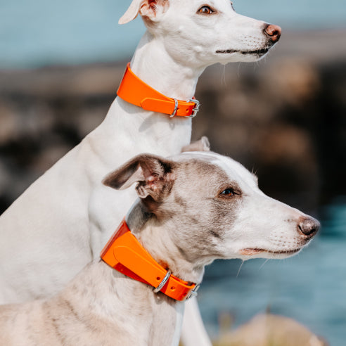 dog-collars-wgippet-glossy-orange.jpg