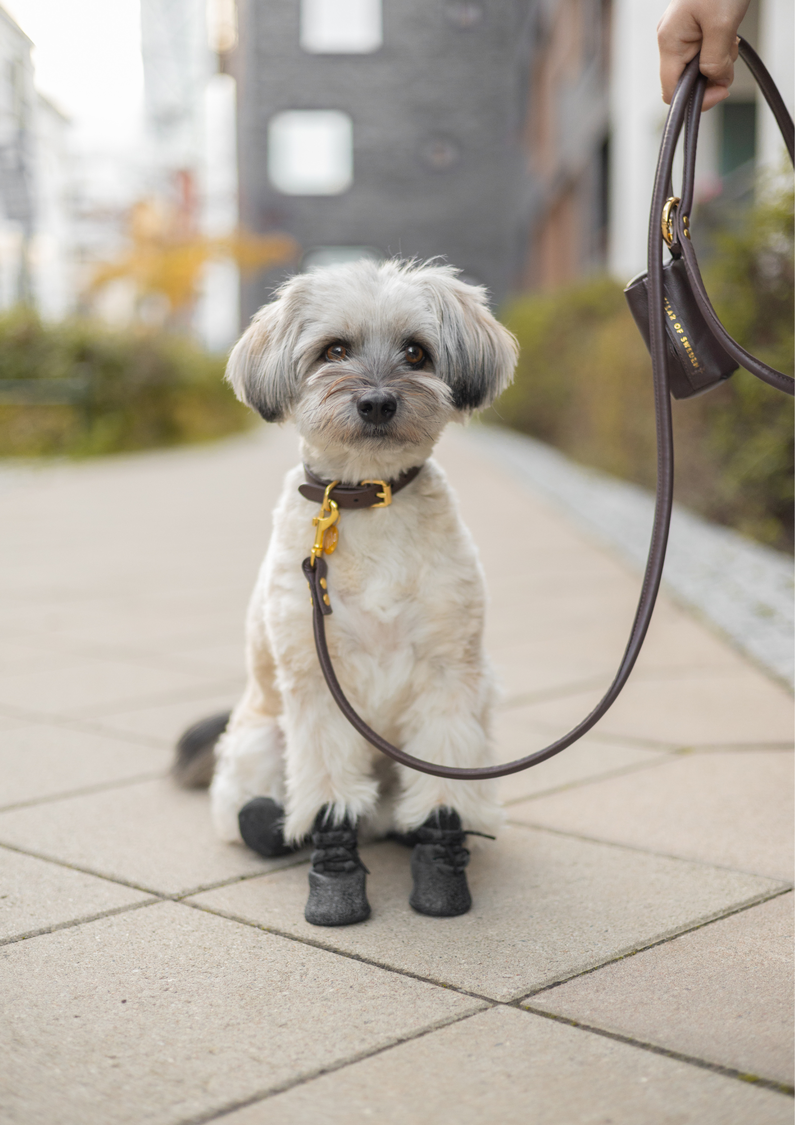 Dog Socks Anti slip sole Collar of Sweden